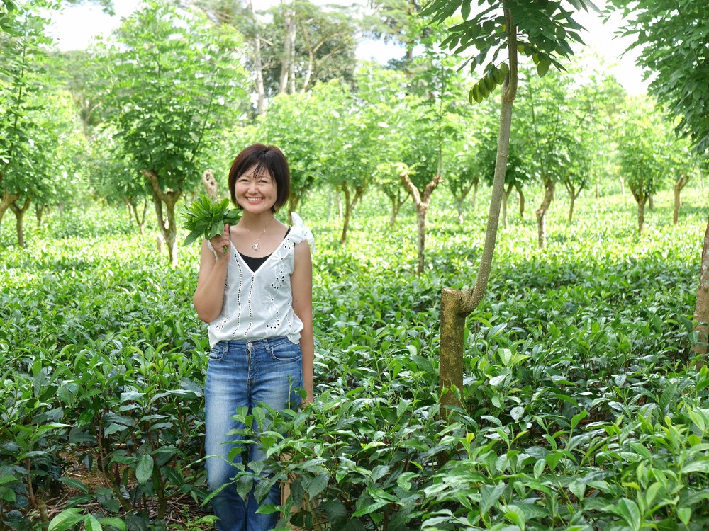 スリランカの茶畑