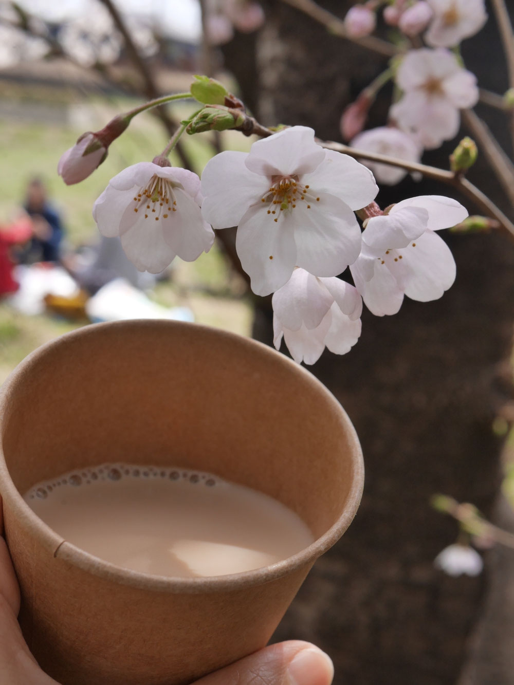 お花見でミルクティー