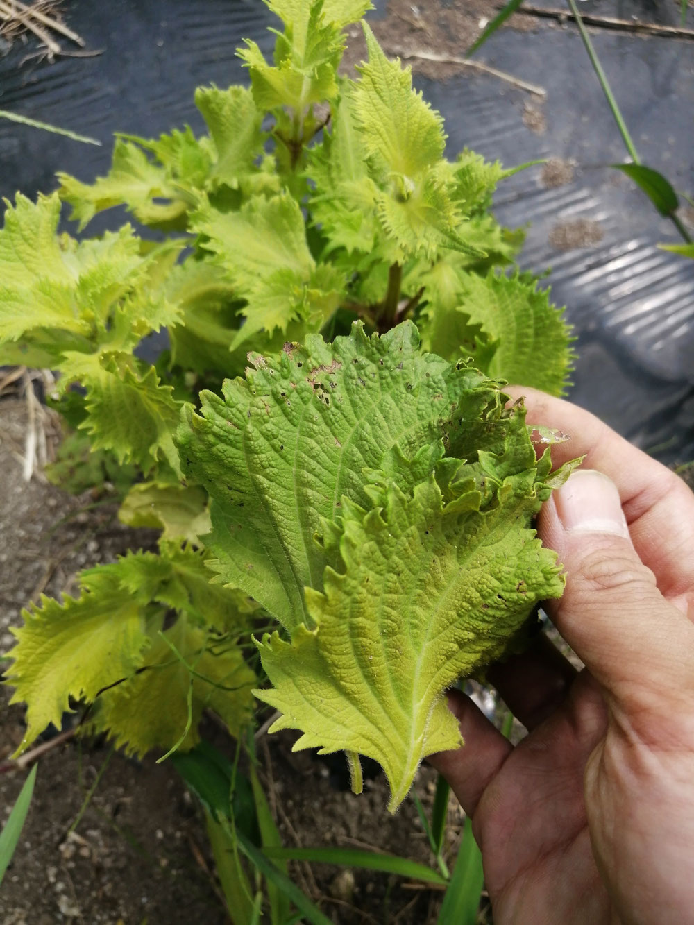 匂いをかぐだけで大満足