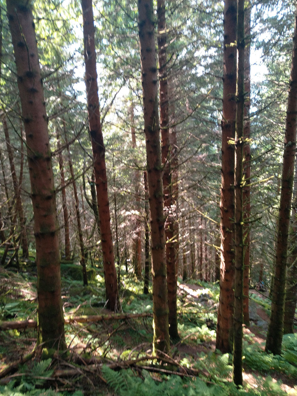 Aufstieg im Wald