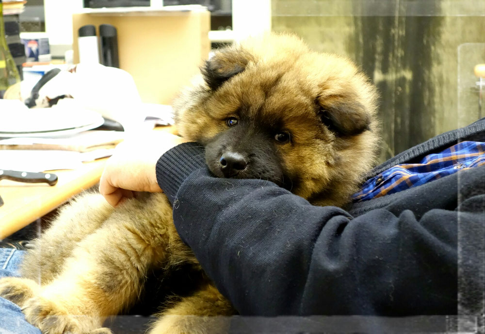 Aiko in Belgien 