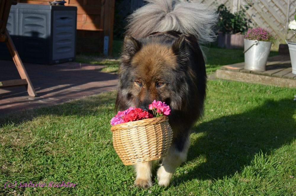 Ach, Sienna wollte doch lieber Blumen, Bier darf sie jetzt doch nicht!