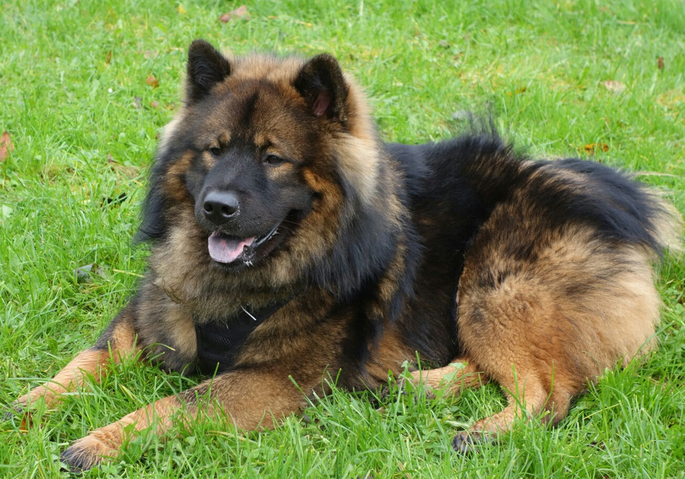Ein erwachsener, wunderschöner Eurasier 