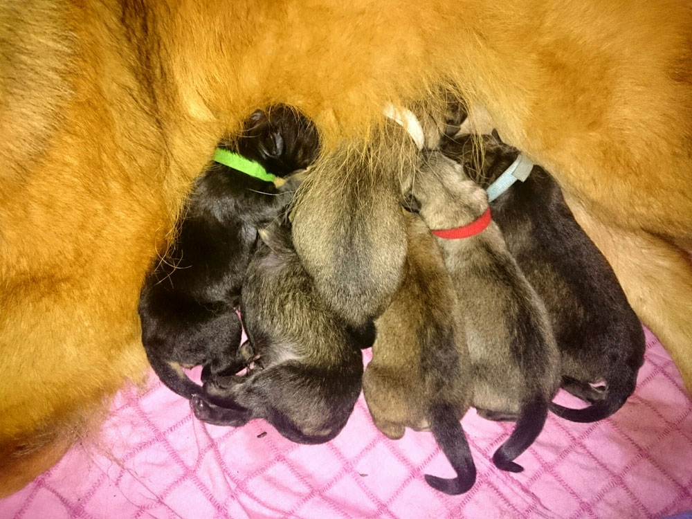 Hurra, die wunderschönen Babys vom Friedrichsberg sind da!