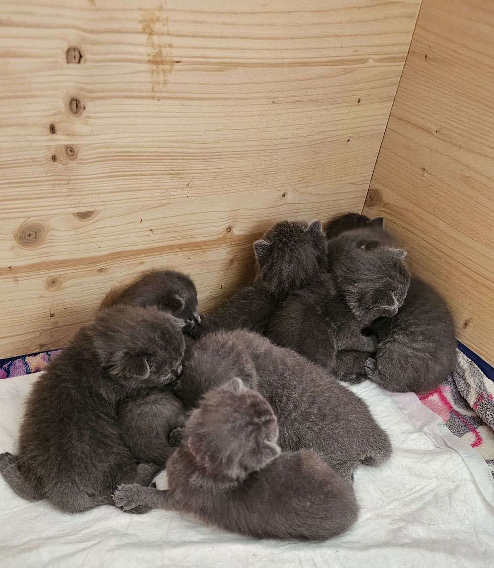 Alle 8 kuscheln gern miteinander 