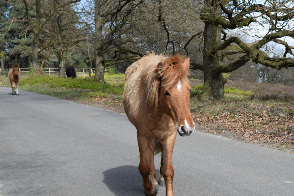 Wilde paarden op de postbank 
