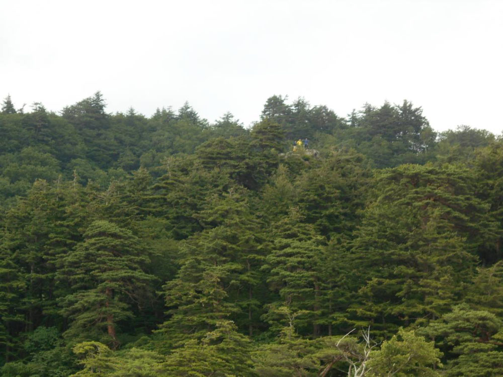 Can you recognize people in yellow clothes? It looks like three mens are standing on top of the tree. This is a special observatory in Towadako. Only local people can go to such a wonderful place now.