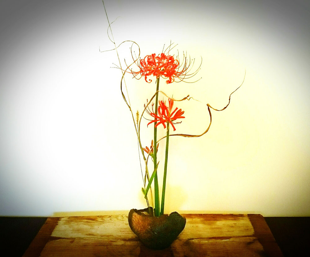 花: 曼珠沙華、狗尾草、芒 器: 縄文土器