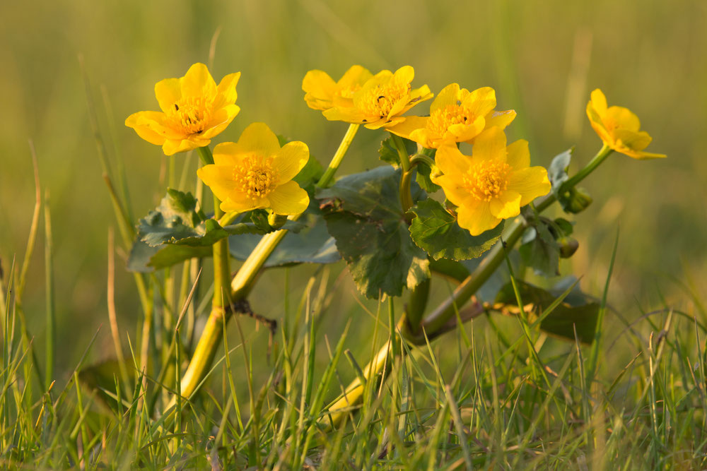 Sumpfdotterblume (Copyright: NABU/Klemens Karkow)