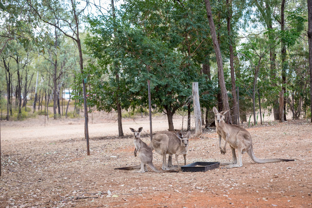 Rubyvale,Saphire,Sapphire,Emerald,Fossicking,Queensland,Australia,Australien,Outback