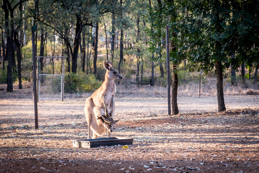 Rubyvale,Saphire,Sapphire,Emerald,Fossicking,Queensland,Australia,Australien,Outback