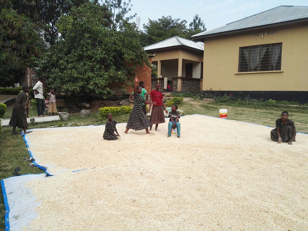 Vorbereitungen für das Ugali (Maisbrei) - Maiskörner auf dem Boden