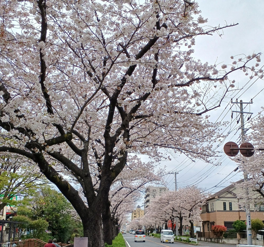 桜🌸満開