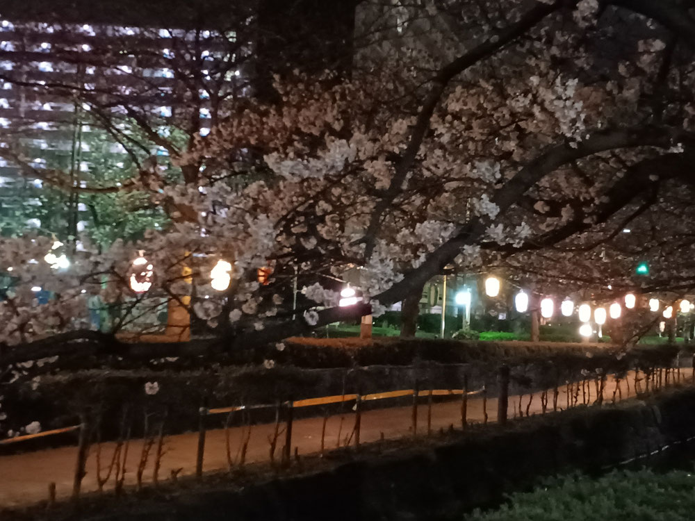 夜桜観賞