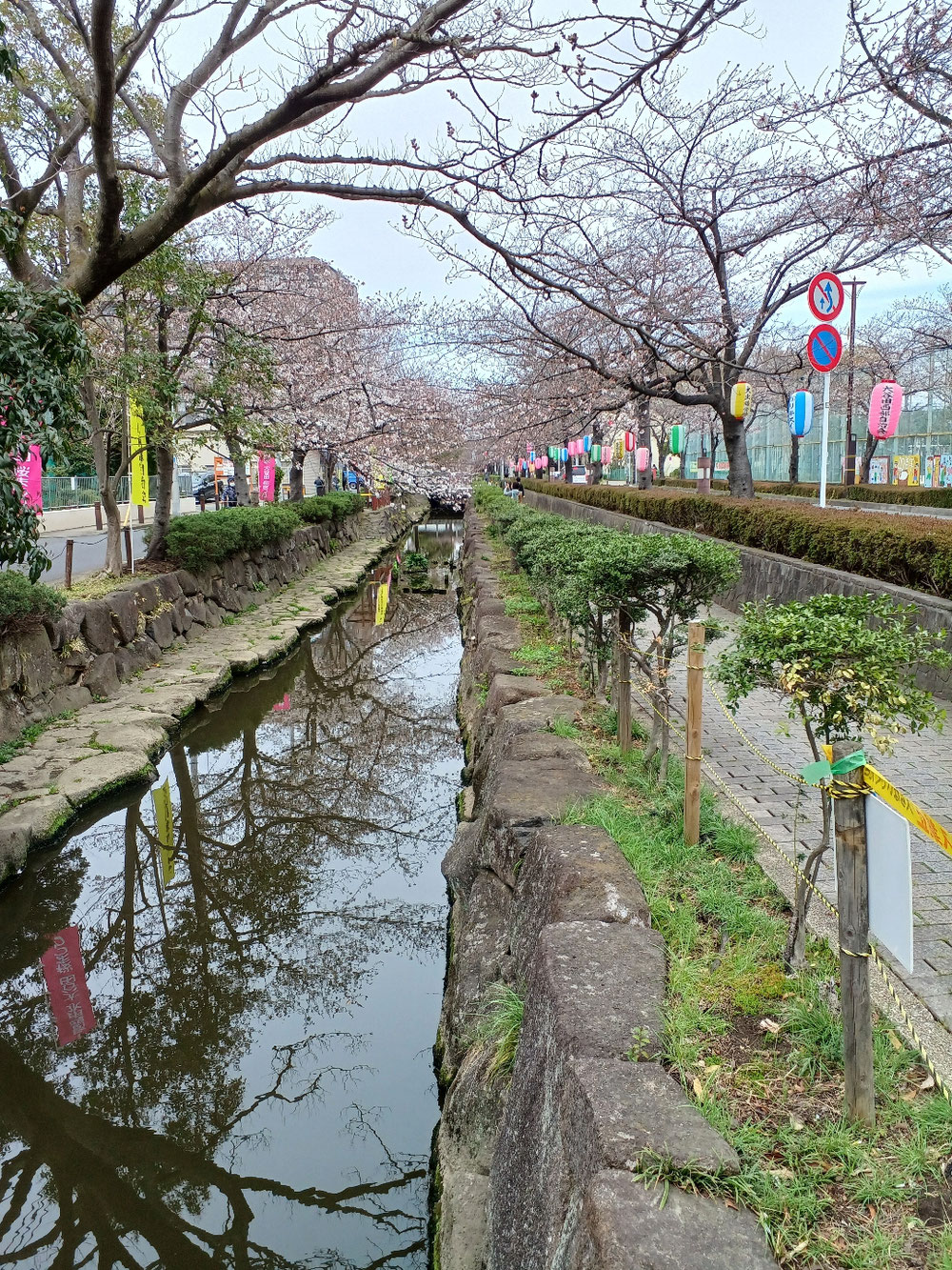 大谷田桜祭り(葛西疎水沿い)