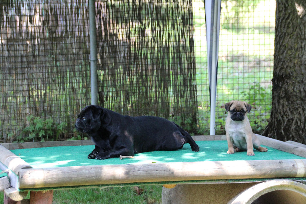 Welpen Puppies Rosepugs Mopszucht