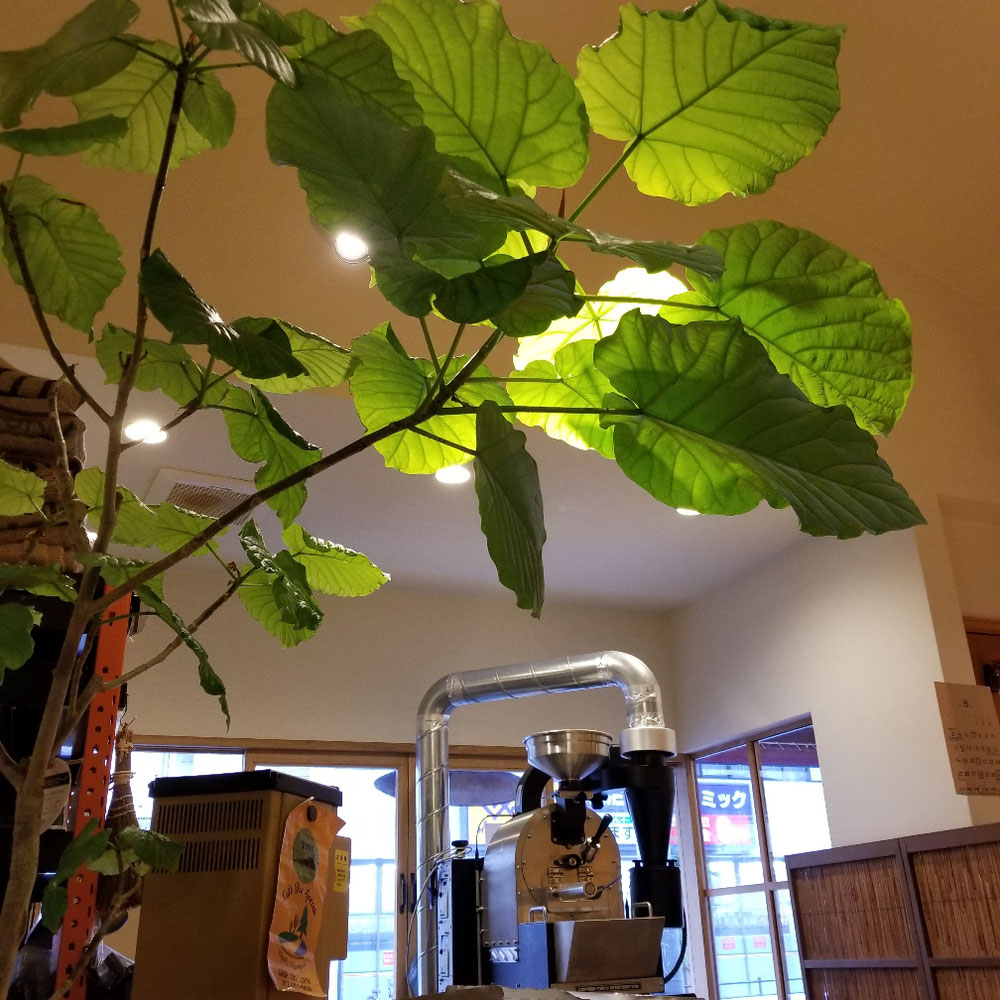 お店に来て葉っぱが落ちたが力強く新しい葉っぱ育ってきてます