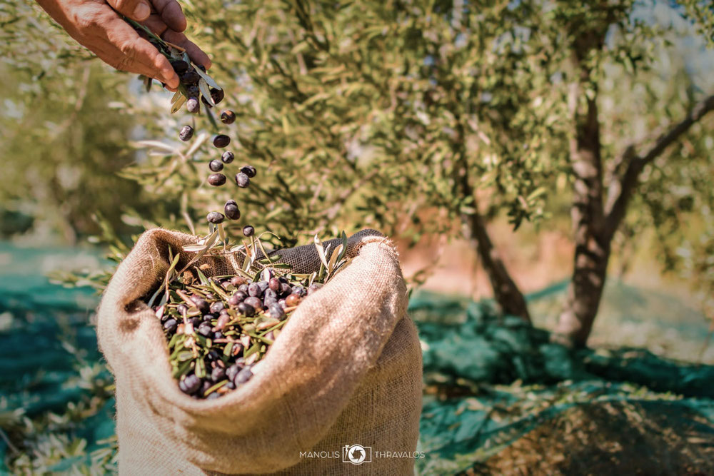 De olijfoogst. Foto: Manolis Thravalos