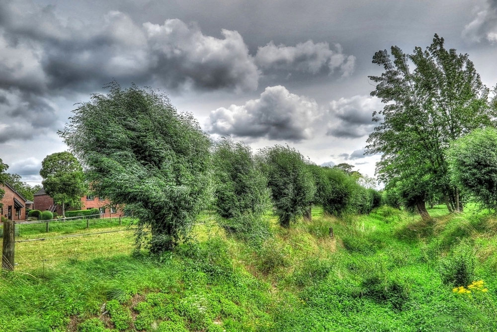 Kopfweiden im Kreis Viersen 