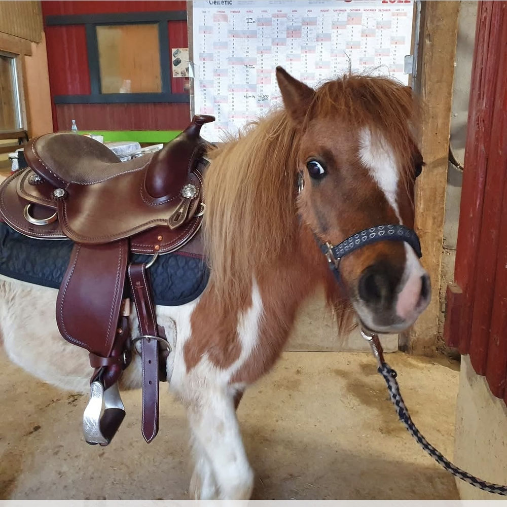Unser Pony Pixi