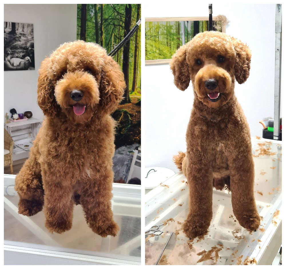 Sammy Labradoodle (klein)