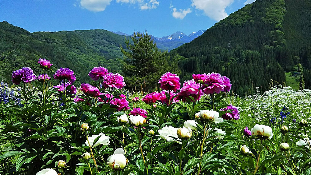 満開の芍薬と乗鞍岳