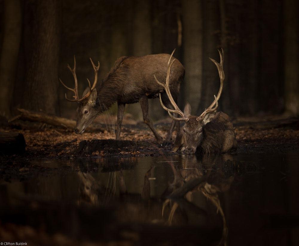 Edelherten op de Veluwe 