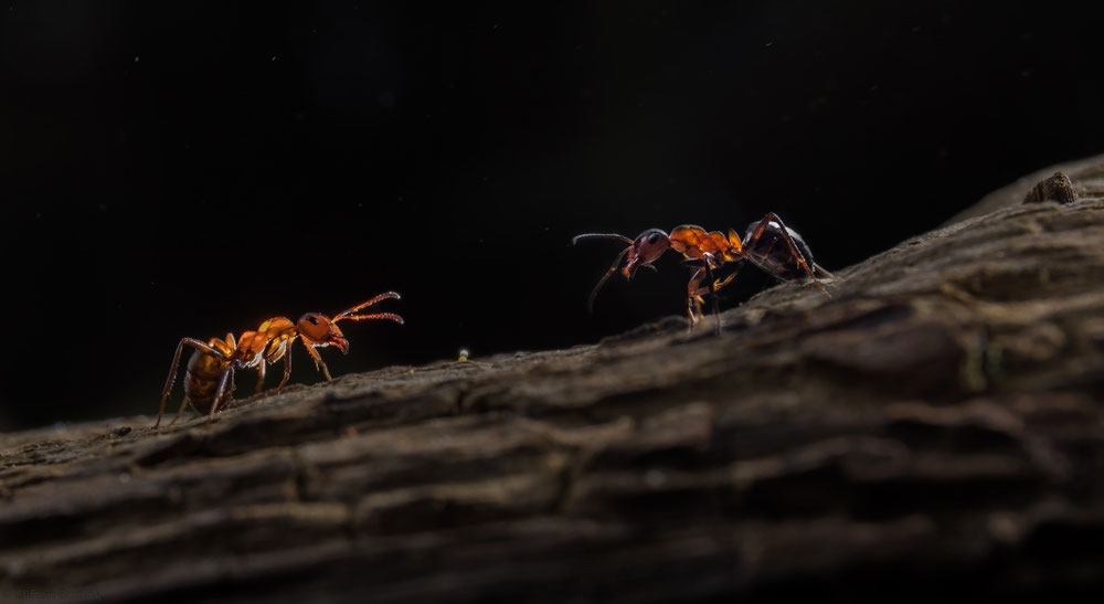 Macro