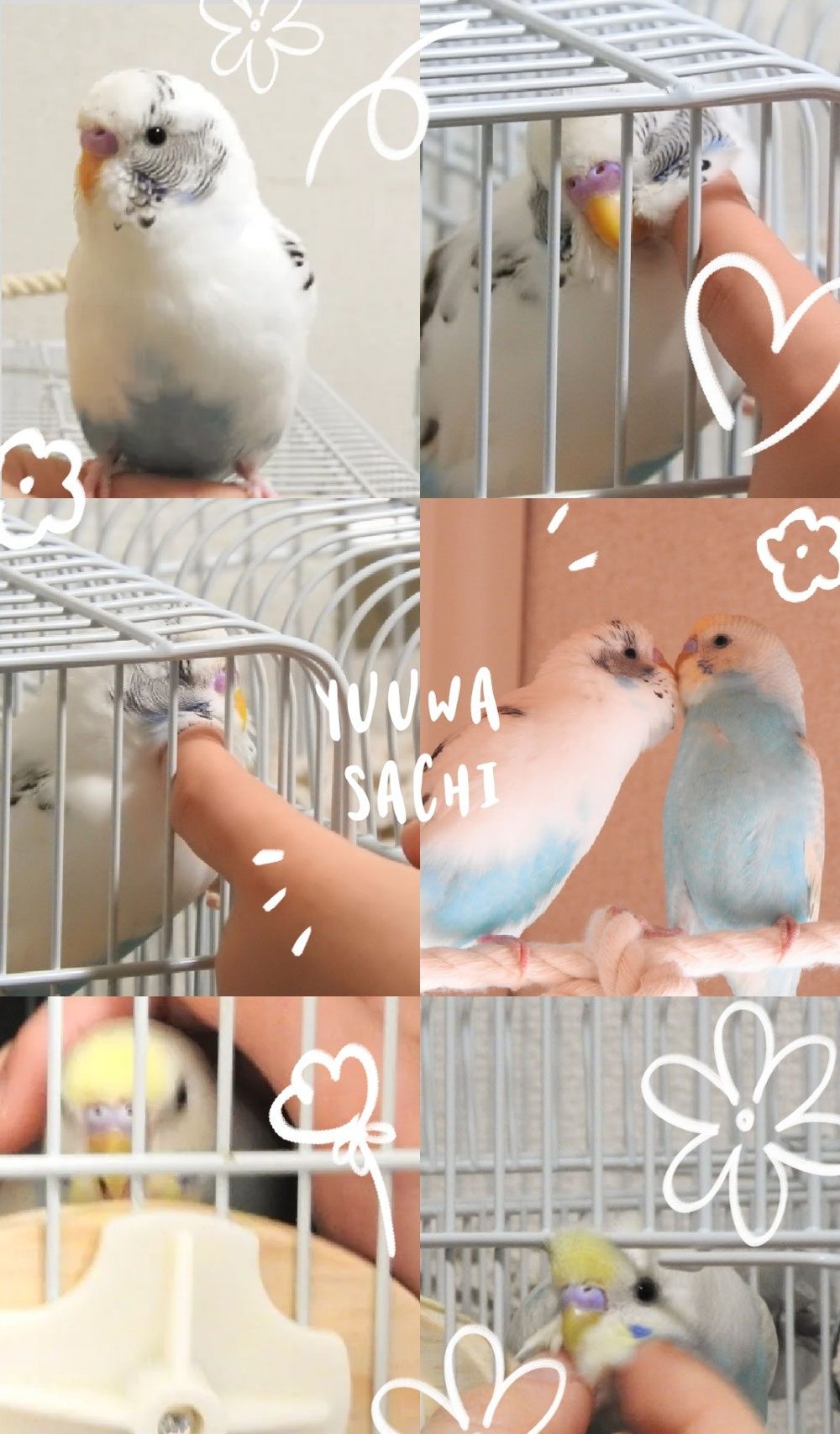 もふもふしてもらうことや手のかまくらでのんびりすることが大好きです🎶