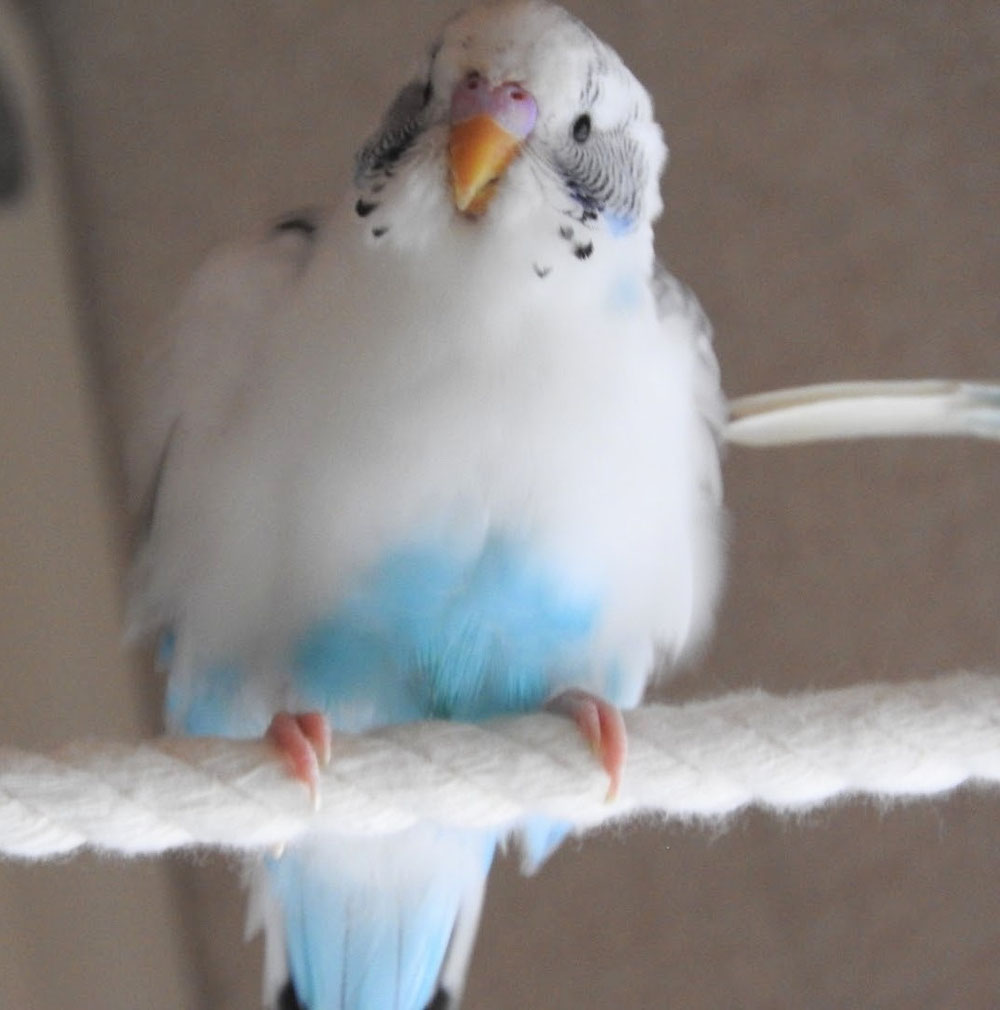 ほわっとなった瞬間です🦜雪だるまみたいです⛄️
