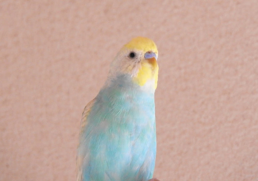 いつも羽繕いをしにきてくれます♪