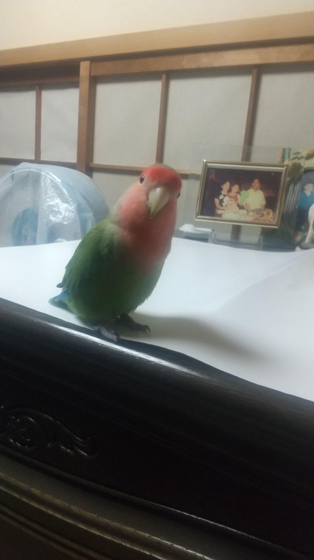 コザクラインコ 