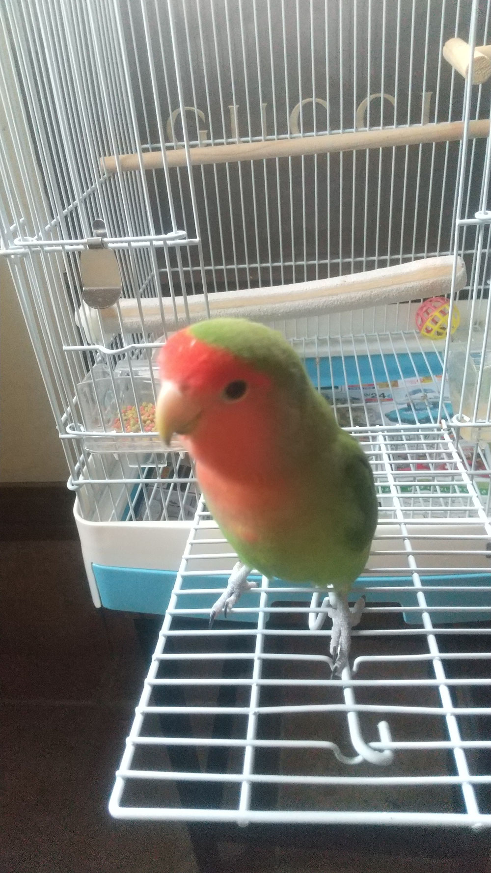 コザクラインコ