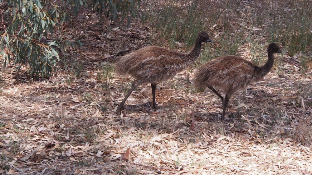 kleine Emus