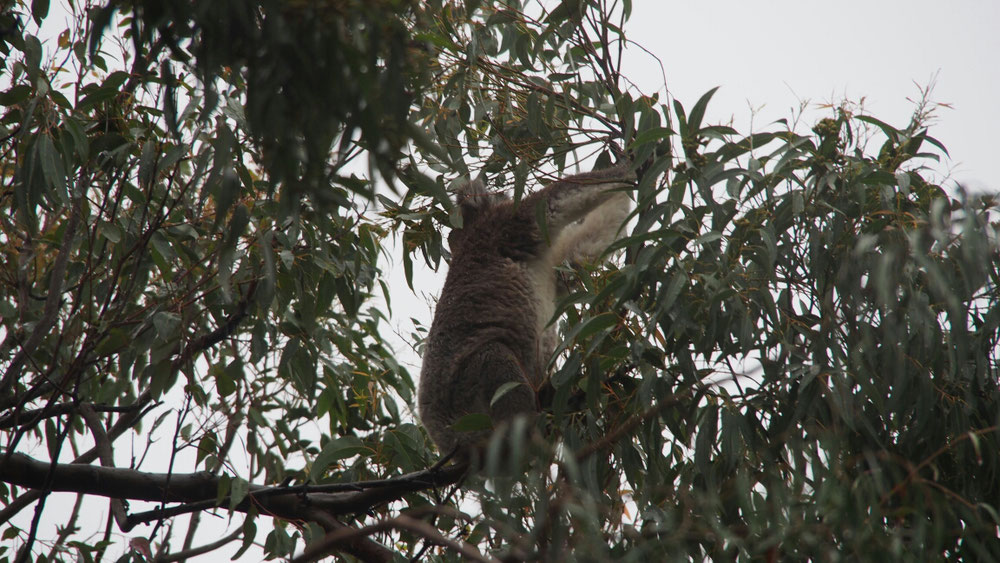 fressender Koala