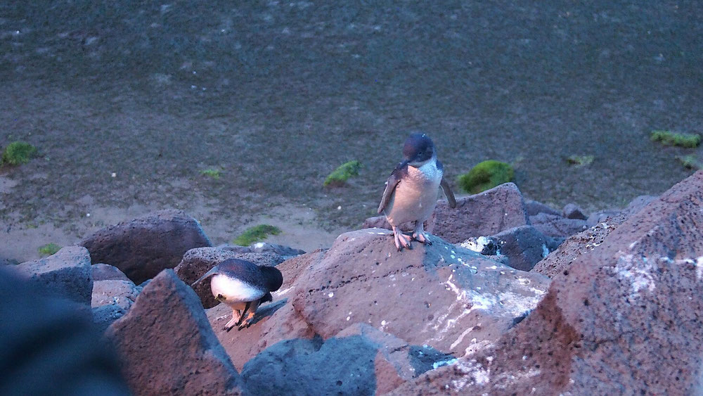 Pinguine am Yetti in St. Kilda