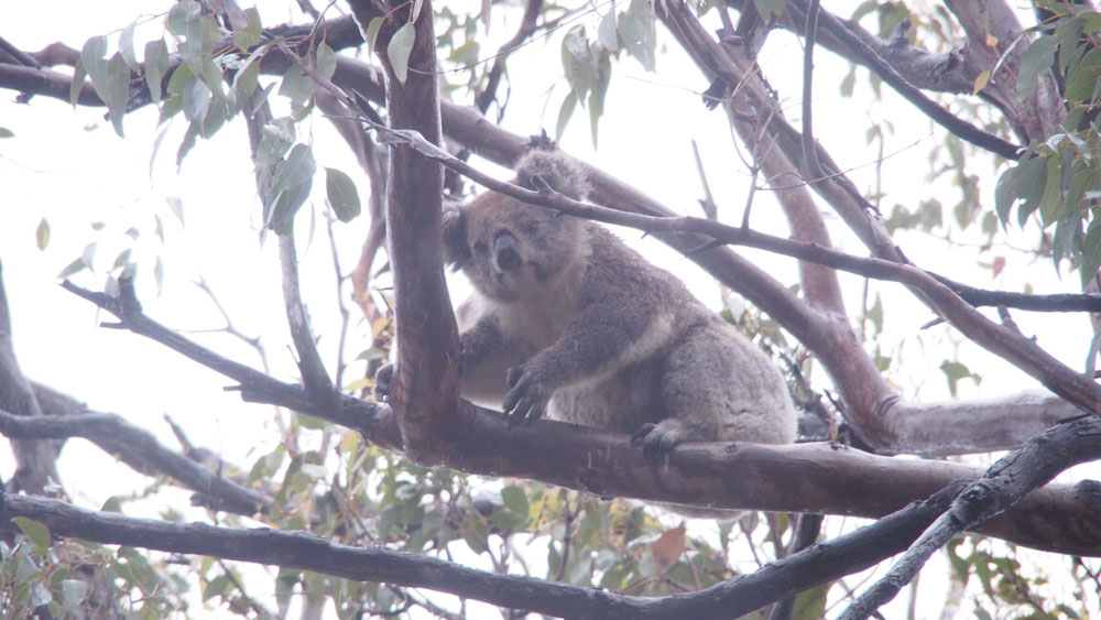 neugieriger Koala