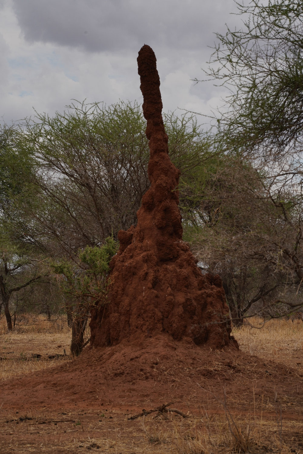 ... und Termitenhügel