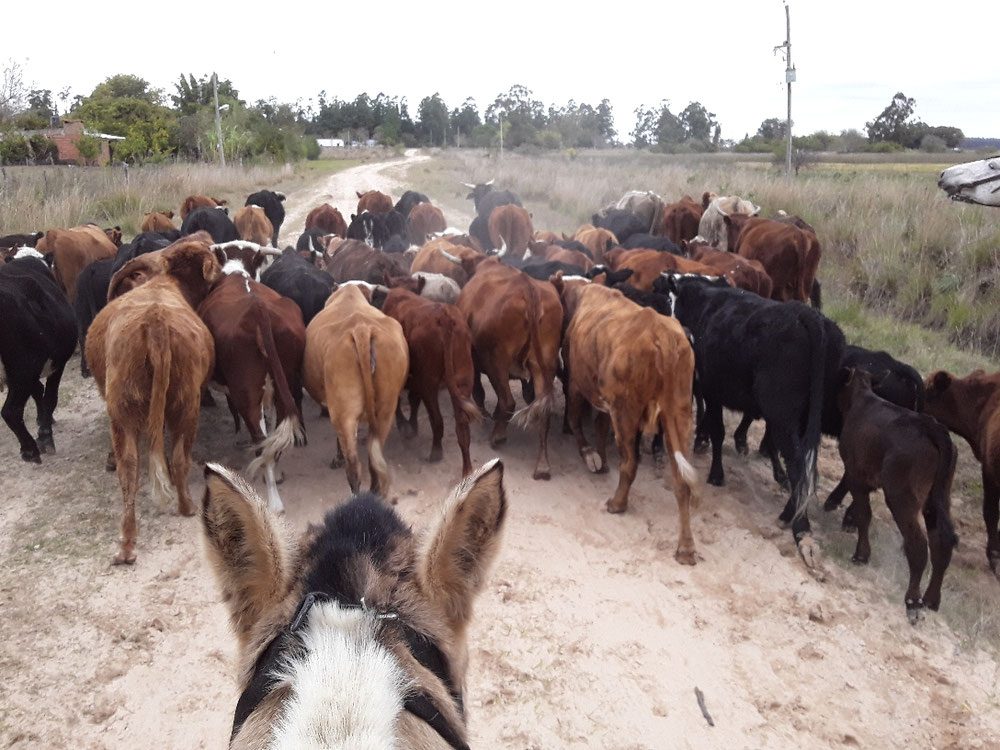 Arreamiento de ganado