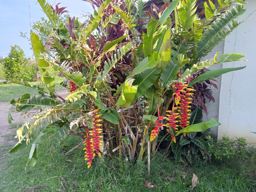 Bananenstauden mit seltsamen Blüten