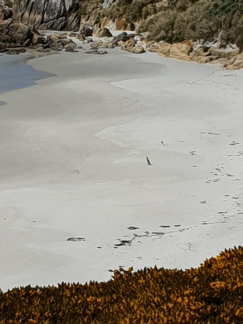 In weiter Ferne rennt ein Pinguin über den Strand ins Wasser