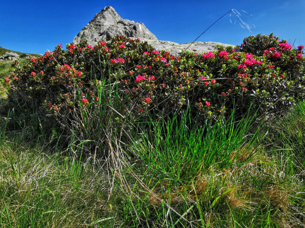 Blühende Alpenrose auf dem Weg zum Zinseler