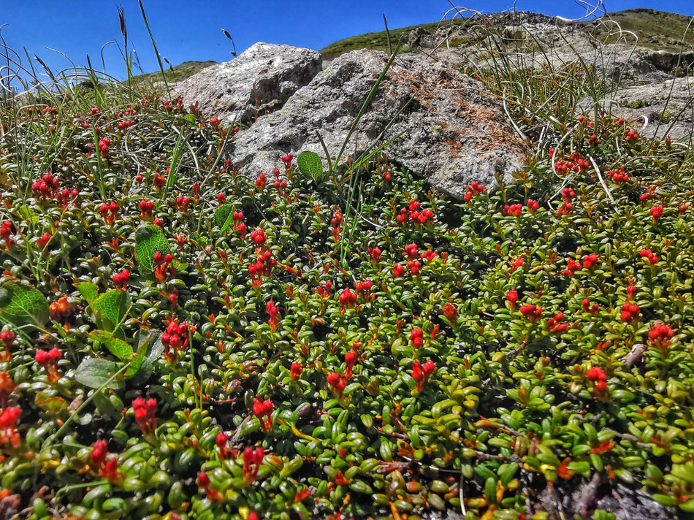 Ein Blumenmeer beim Abstieg vom Gänsekragen