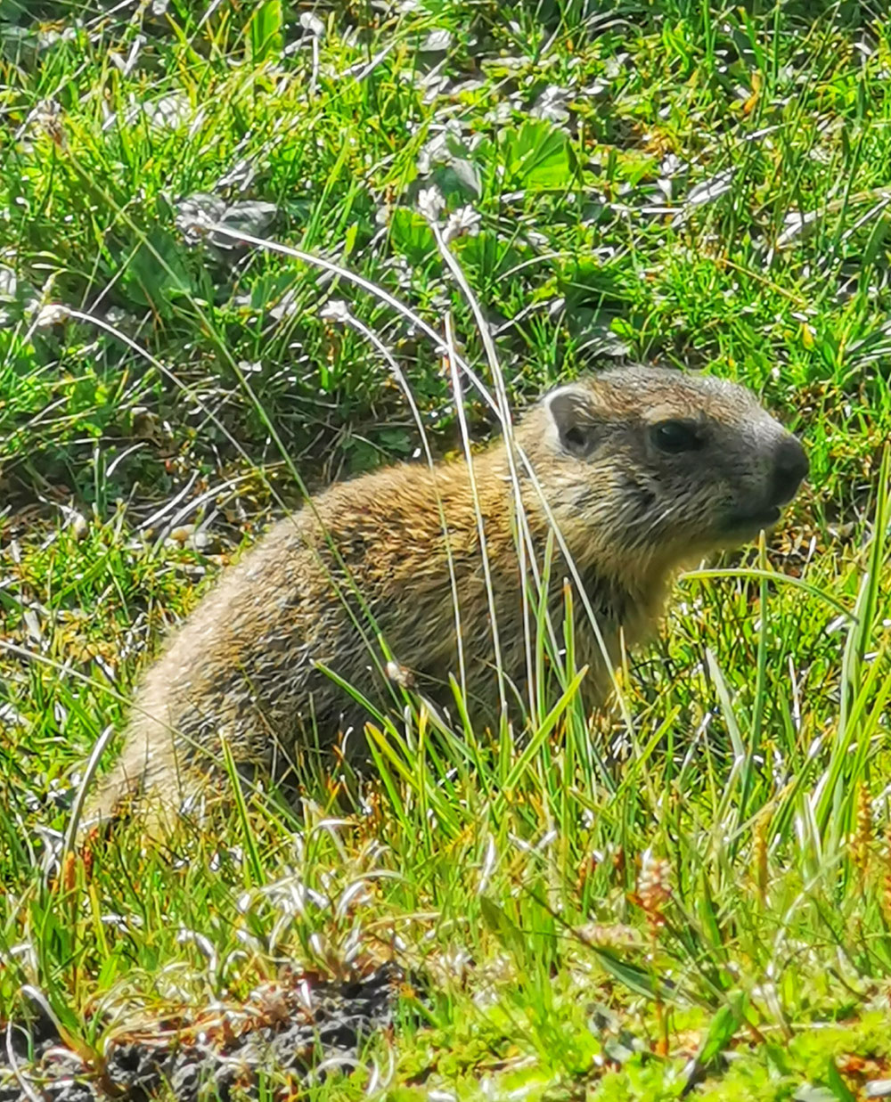 Murmeltiere auf dem Weg zur Zopetscharte