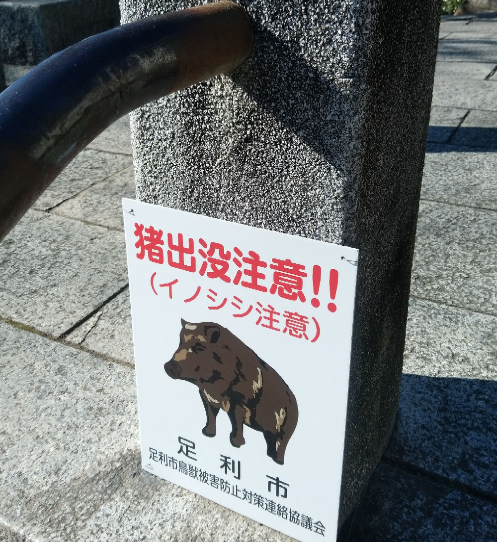 イノシシ注意