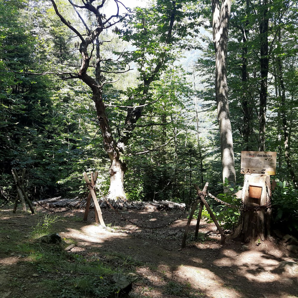 Der Platz der Erinnerung im Wald 