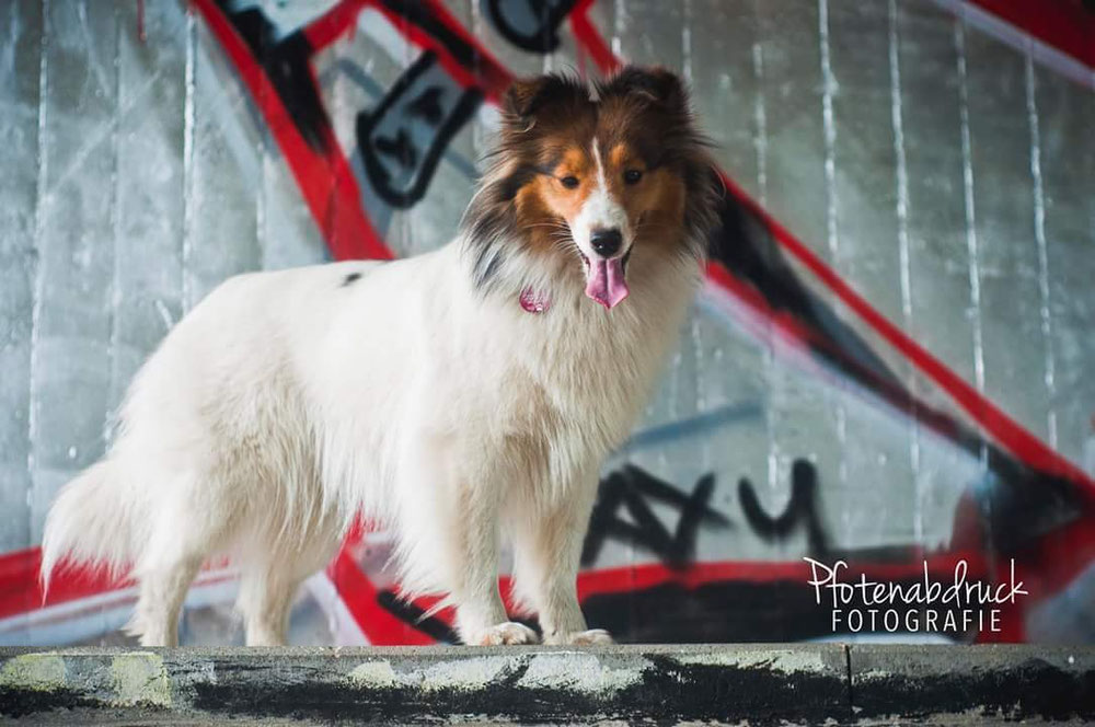 CHW-Sheltie Josie von Fr.Schumann zur Verfügung gestellt