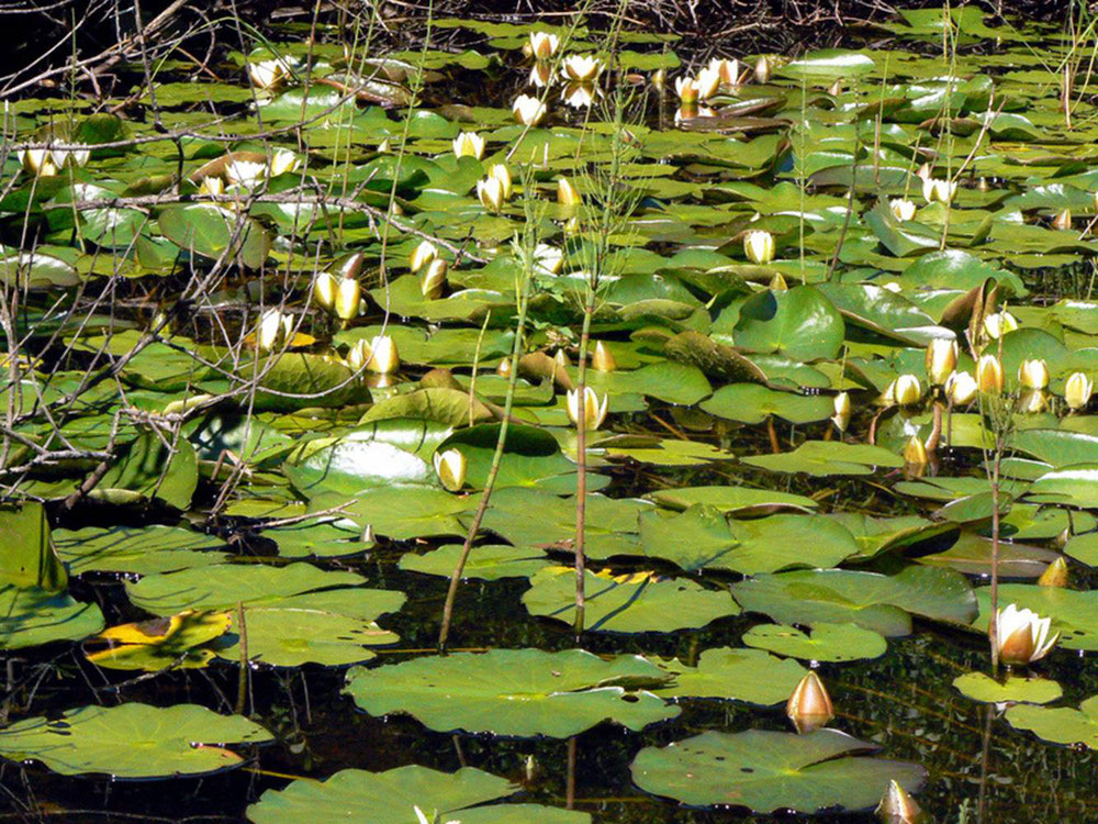 Glänzende Seerose in LBV Teich Zeitelmoos, Quelle: G.Heubeck