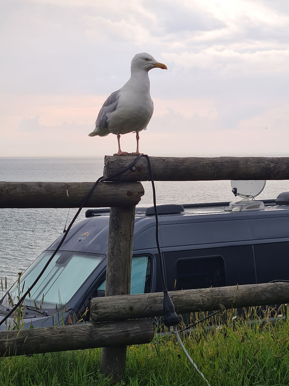 Netten Besuch hatten wir auch 
