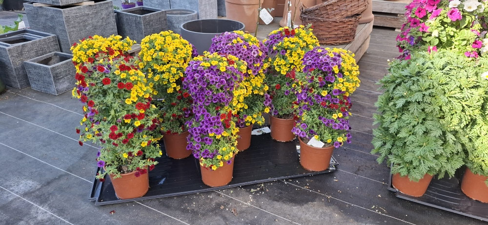 Besondere Sommerblumen Arrangements